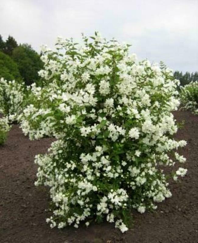 Чубушник венечный Полет мотыльков (Philadelphus coronarius 'Polet Motylkov')