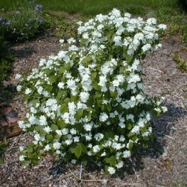 Чубушник венечный Зильберреген (Philadelphus coronarius 'Silberregen')