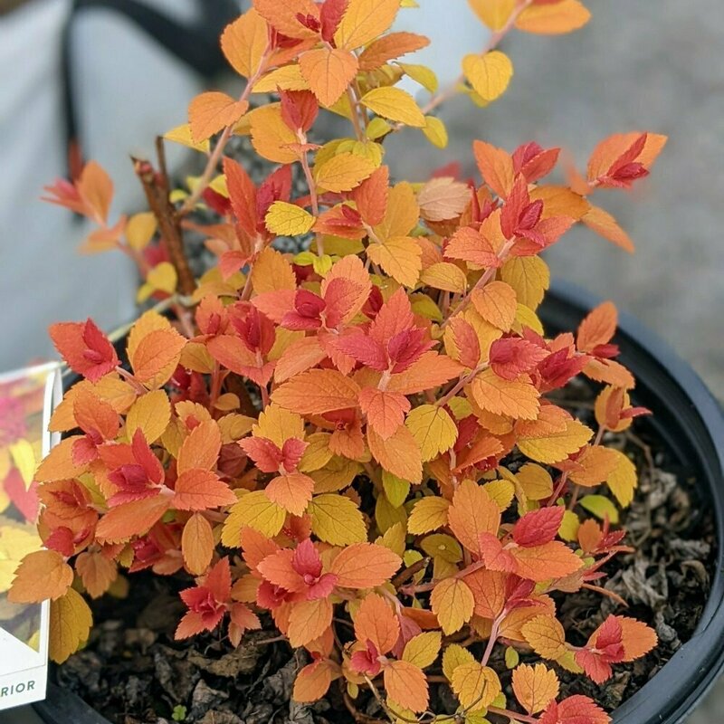 Спирея японская Зен Спирит Карамель (Spiraea japonica 'Zen Spirit Caramel')