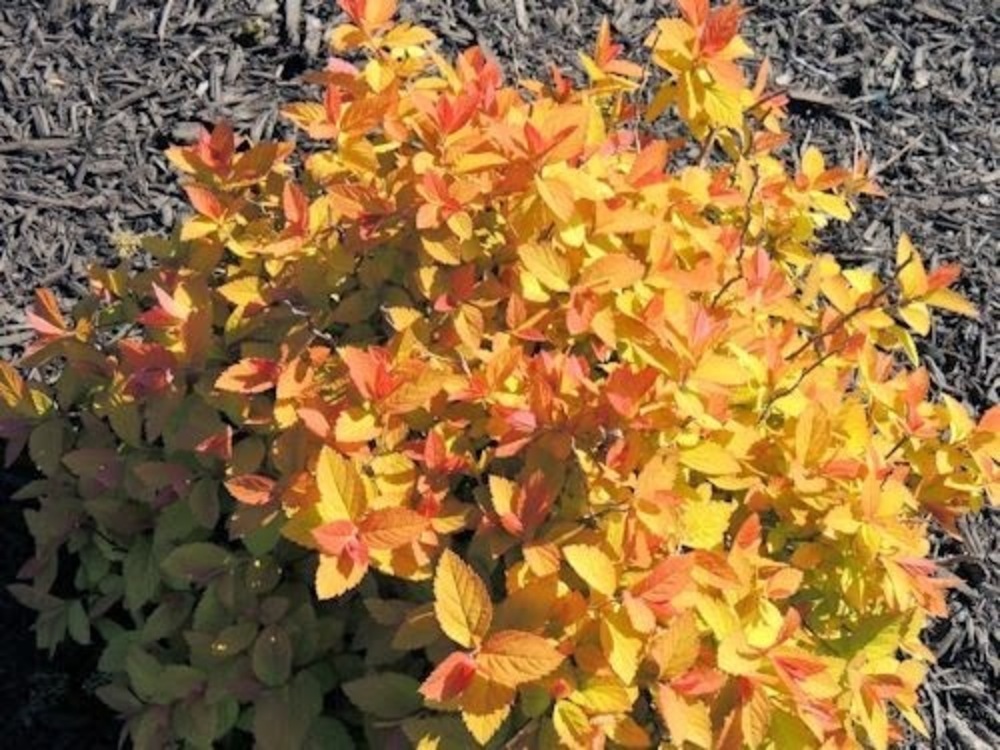 Спирея японская Дабл Плей Биг Бэнд (Spiraea japonica 'Double Play Big Band')