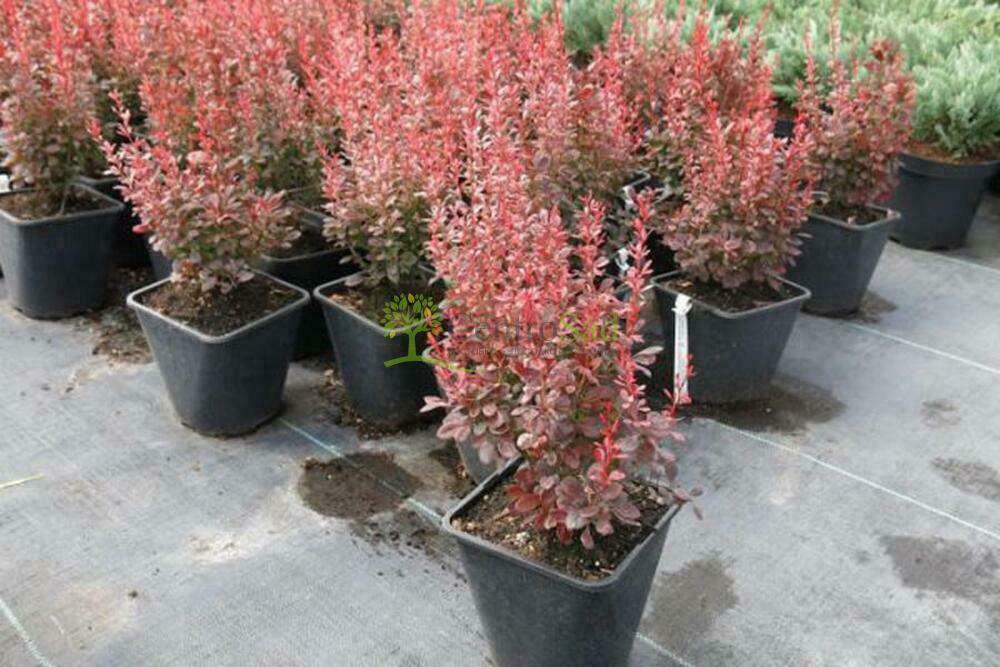 Барбарис Тунберга Дартс Пёрпл (Berberis thunbergii 'Dart's Purple')