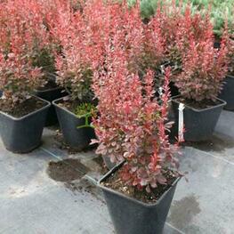 Барбарис Тунберга Дартс Пёрпл (Berberis thunbergii 'Dart's Purple')