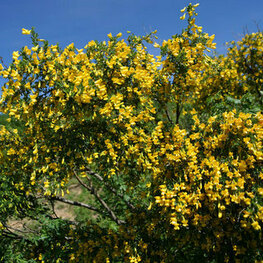 Карагана уссурийская (Caragana ussuriensis)
