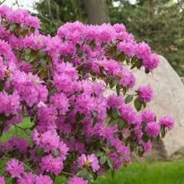 Рододендрон гибридный П.Дж.М. Элит (Rhododendron 'P.J.M. Elite')