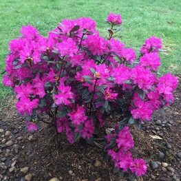 Рододендрон гибридный П.Дж.М. (Rhododendron 'P.J.M.')