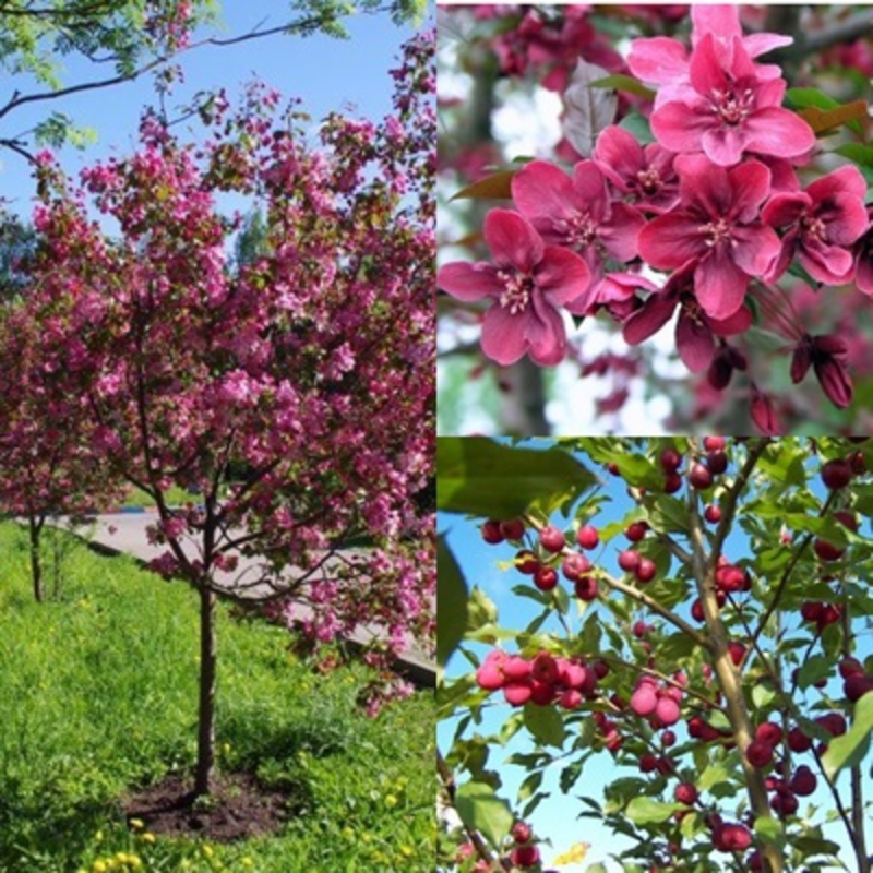 Яблоня декоративная Хелена (Malus 'Helena')
