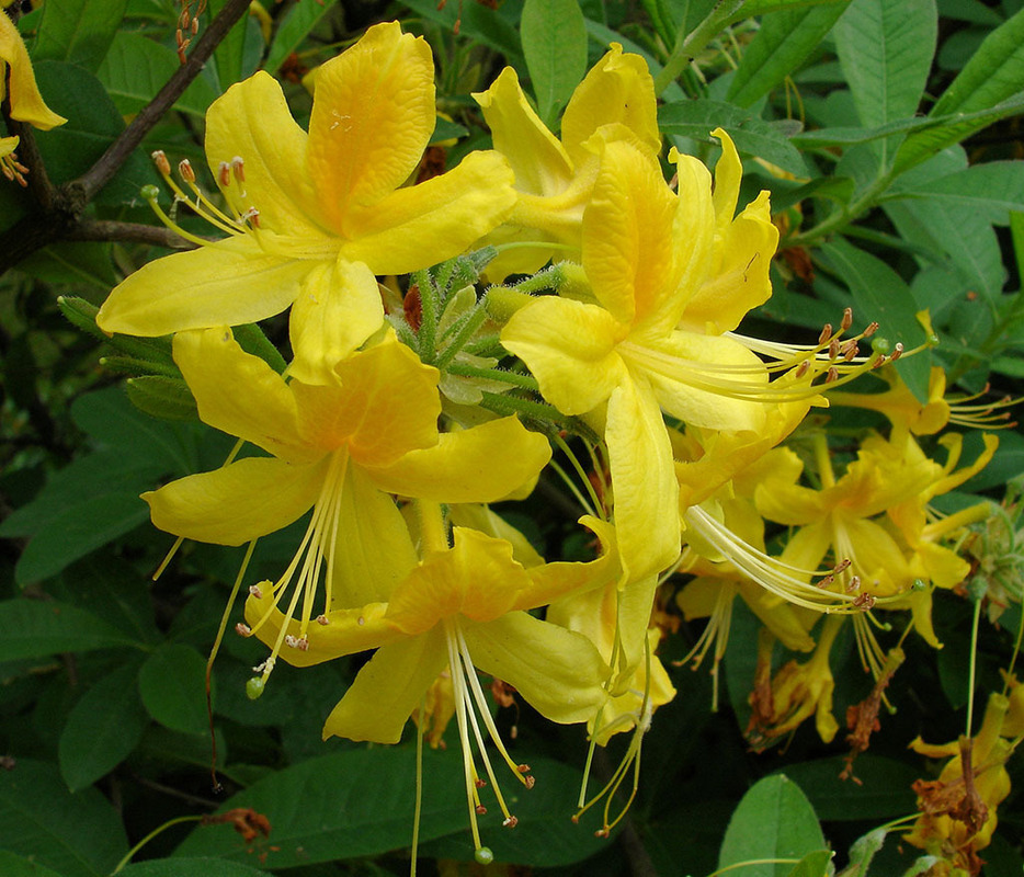 Рододендрон желтый (Rhododendron luteum)