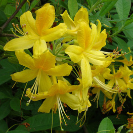 Рододендрон желтый (Rhododendron luteum)