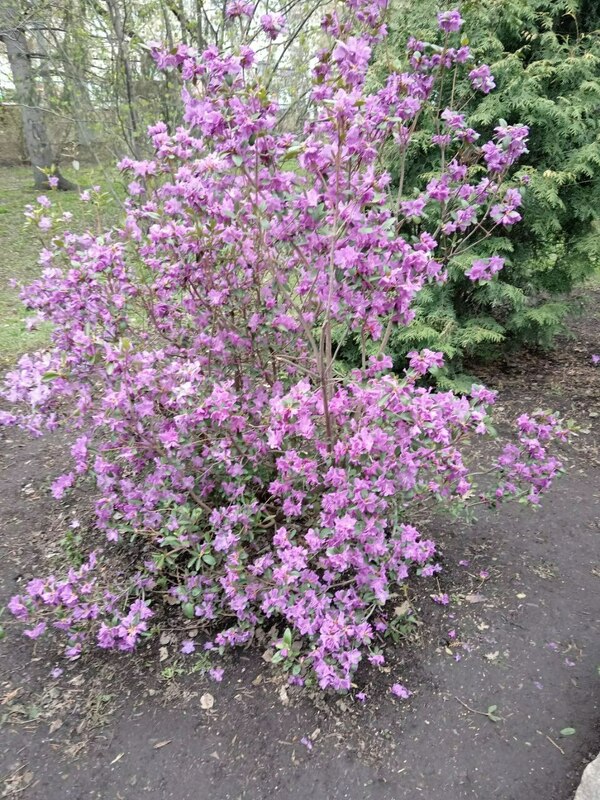 Рододендрон Ледебура (Rhododendron ledebourii)