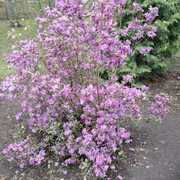 Рододендрон Ледебура