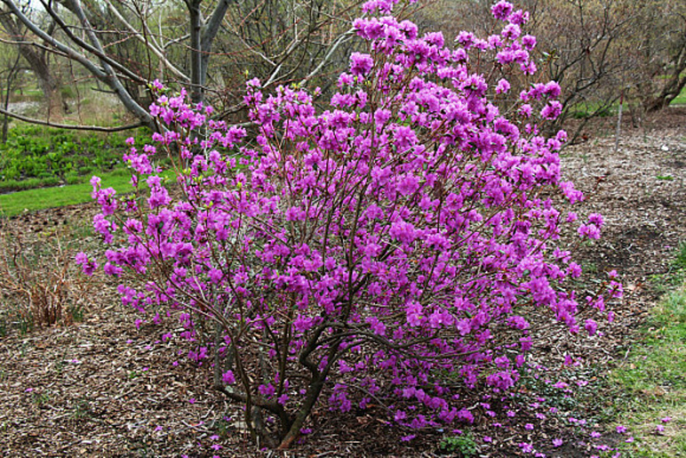 Рододендрон остроконечный (Rhododendron mucronulatum)
