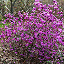Рододендрон остроконечный (Rhododendron mucronulatum)