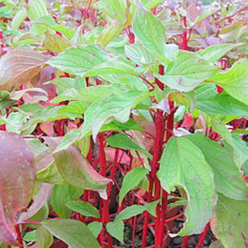 Дерен белый Батон Руж (Cornus alba 'Baton Rouge')