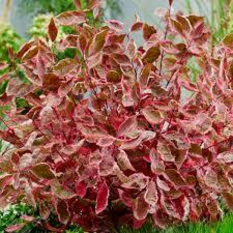 Дерен белый Миракл (Cornus alba 'Miracle')