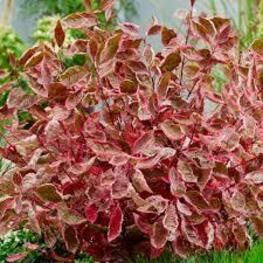 Дерен белый Миракл (Cornus alba 'Miracle')