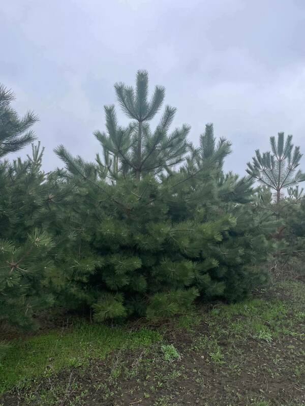 Сосна  Крымская Экстра