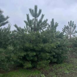 Сосна  Крымская Экстра