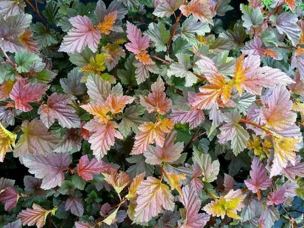 Пузыреплодник калинолистный Здеховице (Physocarpus opulifolius 'Zdechovice')