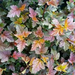 Пузыреплодник калинолистный Здеховице (Physocarpus opulifolius 'Zdechovice')