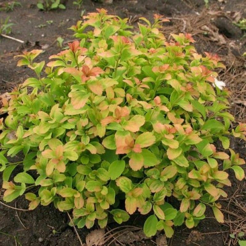 Спирея ниппонская Герлвз Рейнбоу (Spiraea nipponica 'Gerlve's Rainbow')