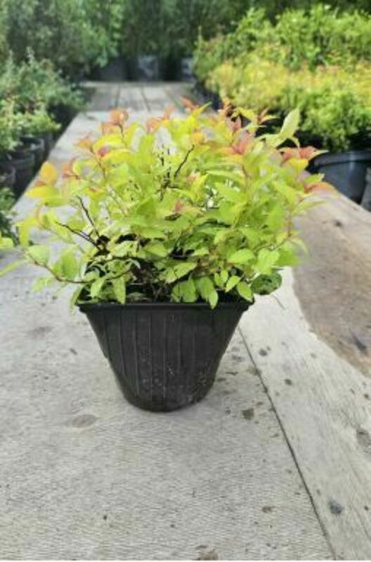 Спирея японская Сафо (Spiraea japonica 'Sapho')