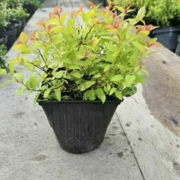 Спирея японская Сафо (Spiraea japonica 'Sapho')