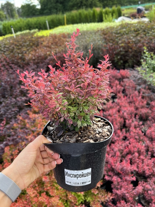 Барбарис Тунберга Инспирейшн (Berberis thunbergii 'Inspiration')