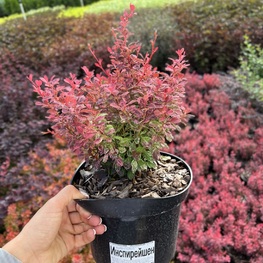 Барбарис Тунберга Инспирейшн (Berberis thunbergii 'Inspiration')