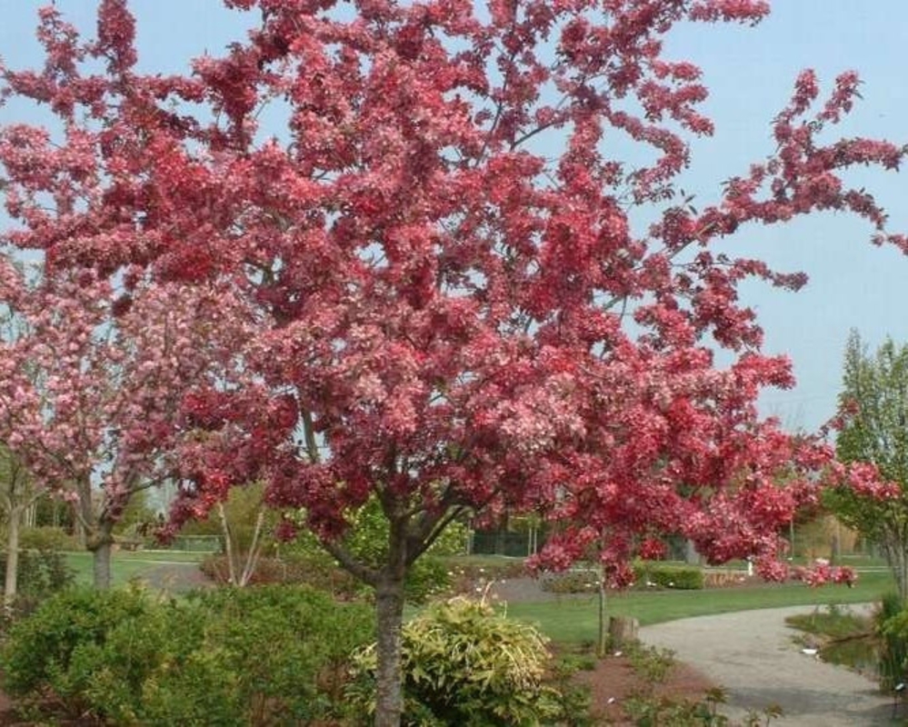 Яблоня декоративная Кокцинелла (Malus 'Coccinella')