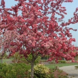Яблоня декоративная Кокцинелла (Malus 'Coccinella')