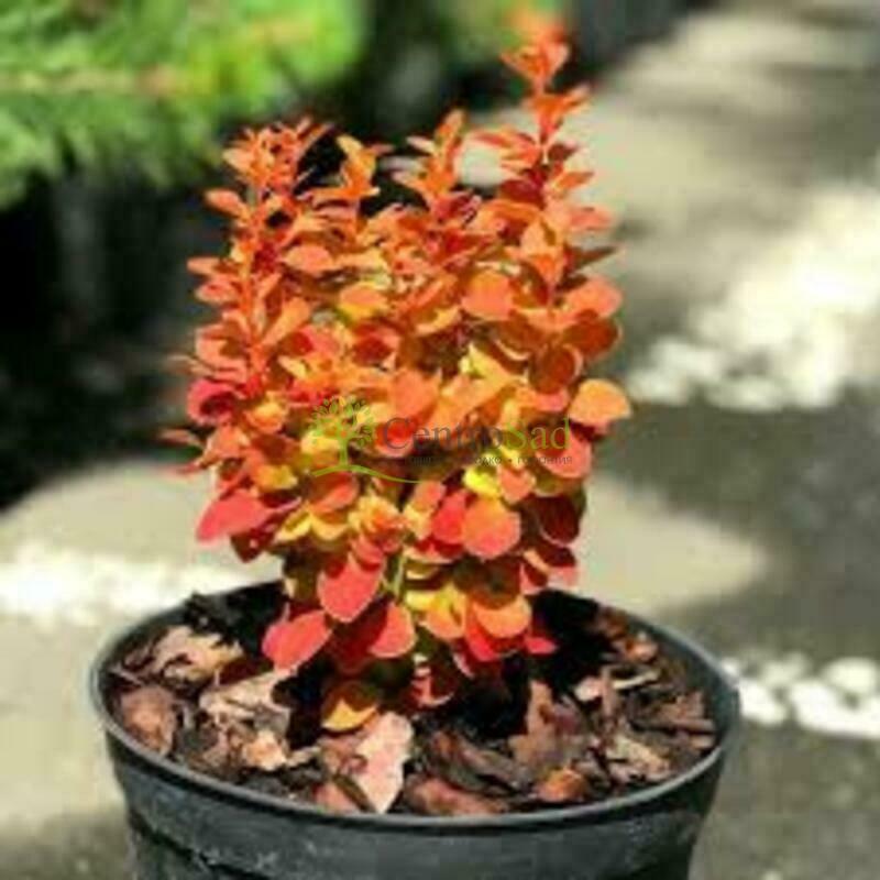 Барбарис Тунберга Оранж Карпет (Berberis thunbergii 'Orange Carpet')