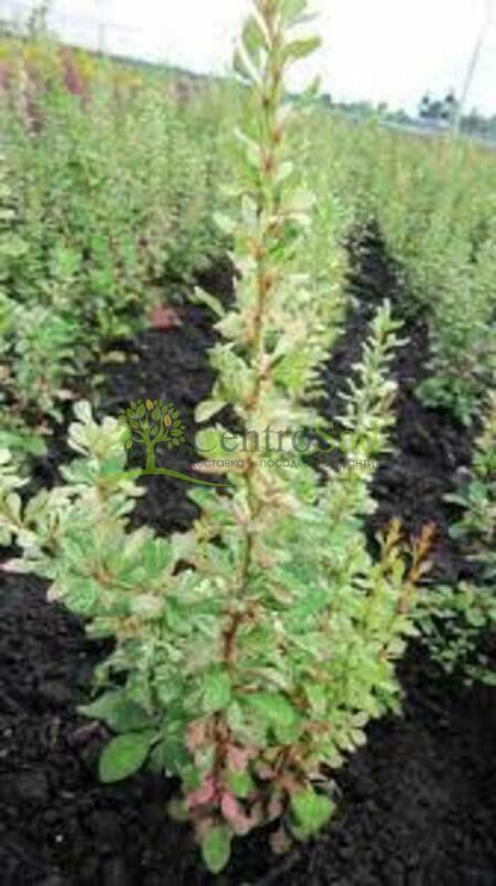 Барбарис Тунберга Сильвер Бьюти (Berberis thunbergii 'Silver Beauty')