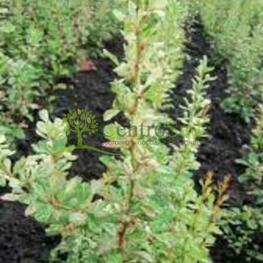 Барбарис Тунберга "Silver Beauty"