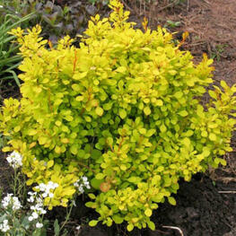 Барбарис Тунберга Санни (Berberis thunbergii 'Sunny')
