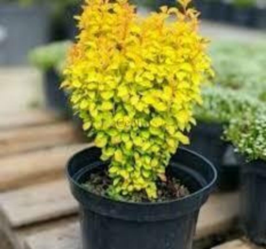 Барбарис Тунберга "Yellow Bird"