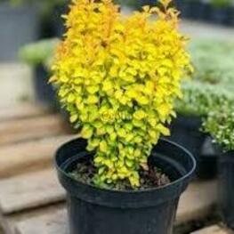 Барбарис Тунберга "Yellow Bird"