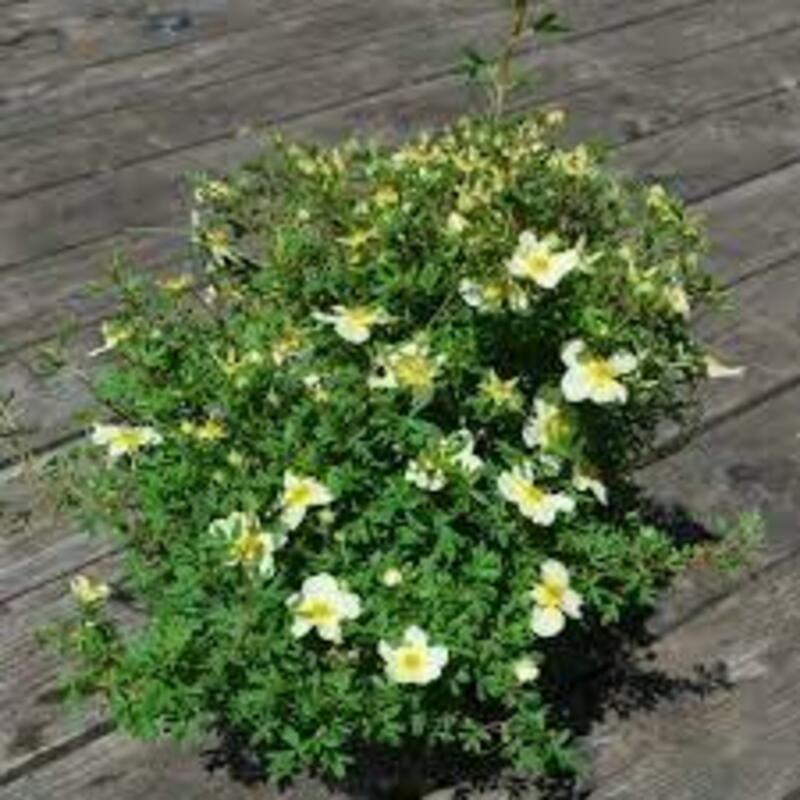Лапчатка кустарниковая Лаймлайт (Dasiphora fruticosa 'Limelight')