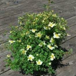 Лапчатка кустарниковая Лаймлайт (Dasiphora fruticosa 'Limelight')