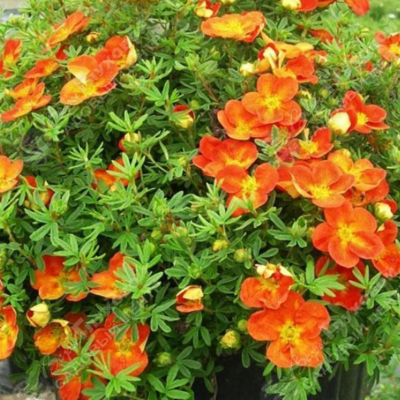 Лапчатка кустарниковая Оранж Стар (Dasiphora fruticosa 'Orange Star')