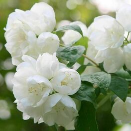Чубушник крупноцветковый (Philadelphus grandiflorus)
