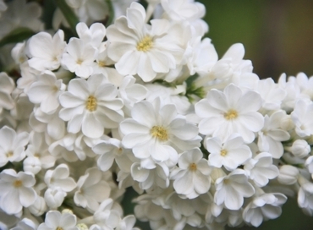Сирень обыкновенная Рочестер (Syringa vulgaris 'Rochester')