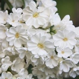 Сирень обыкновенная Рочестер (Syringa vulgaris 'Rochester')