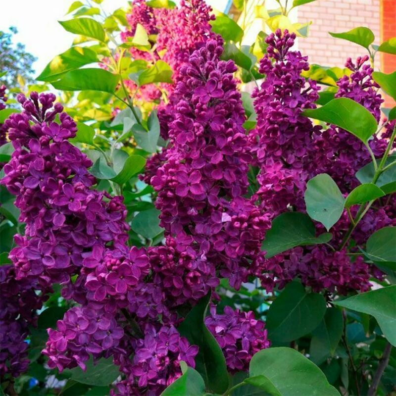 Сирень обыкновенная Богдан Хмельницкий (Syringa vulgaris 'Bogdan Khmelnitsky')