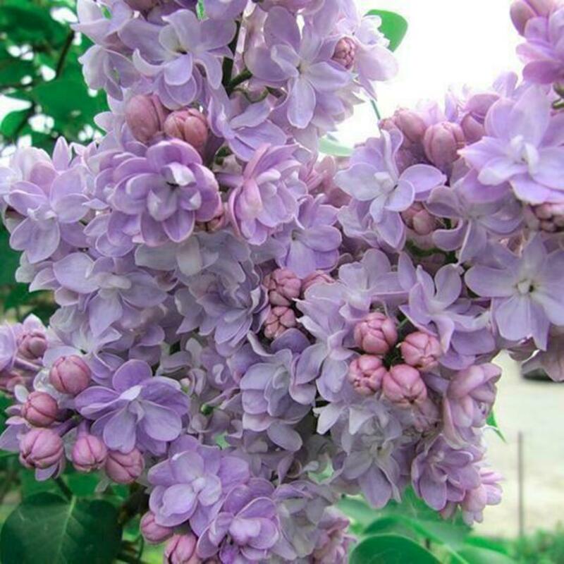 Сирень обыкновенная Гортензия (Syringa vulgaris 'Gortenzija')