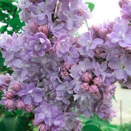 Сирень обыкновенная Гортензия (Syringa vulgaris 'Gortenzija')