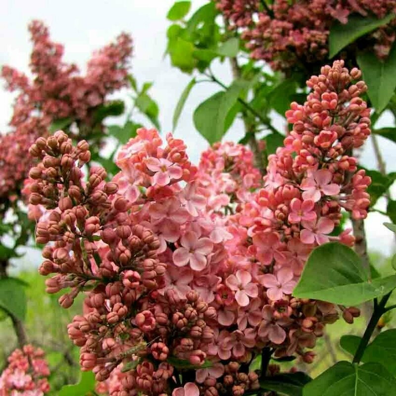 Сирень обыкновенная Мулатка (Syringa vulgaris 'Mulatka')