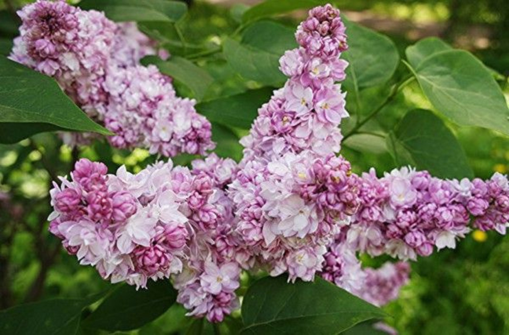 Сирень обыкновенная Русская Песня (Syringa vulgaris 'Russkaya Pesnya')