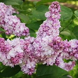 Сирень обыкновенная Русская Песня (Syringa vulgaris 'Russkaya Pesnya')
