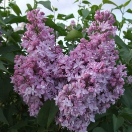 Сирень обыкновенная Серебряные звезды (Syringa vulgaris 'Serebryanye Zvezdy')