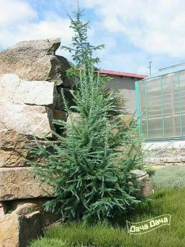 Лиственница японская Блю Рэббит (Larix kaempferi 'Blue Rabbit')